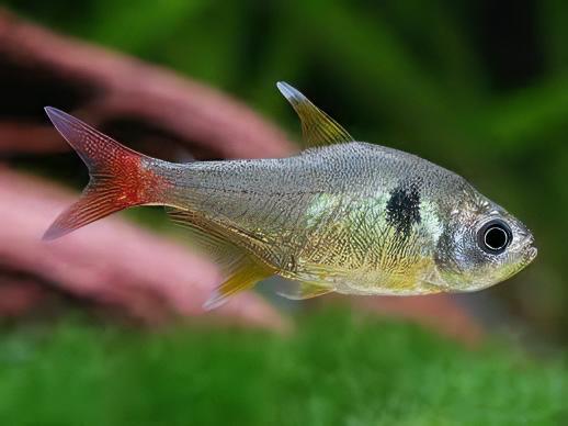 Megalomphodus roseus (Yellow Phantom Tetra)