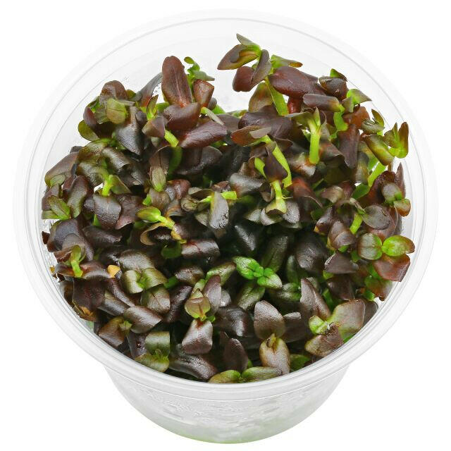 ADA - Bacopa salzmannii - IC472