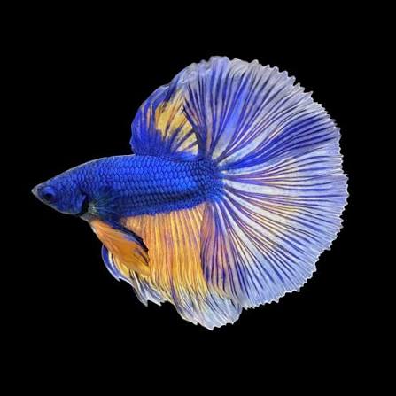 Betta splendens - Plakat - Blue mustard -  Male