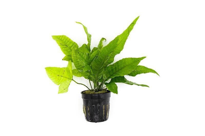 baka - Bolbitis heteroclita