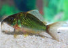 Brochis Splendens (Emerald Green Corydoras casfish (Large)