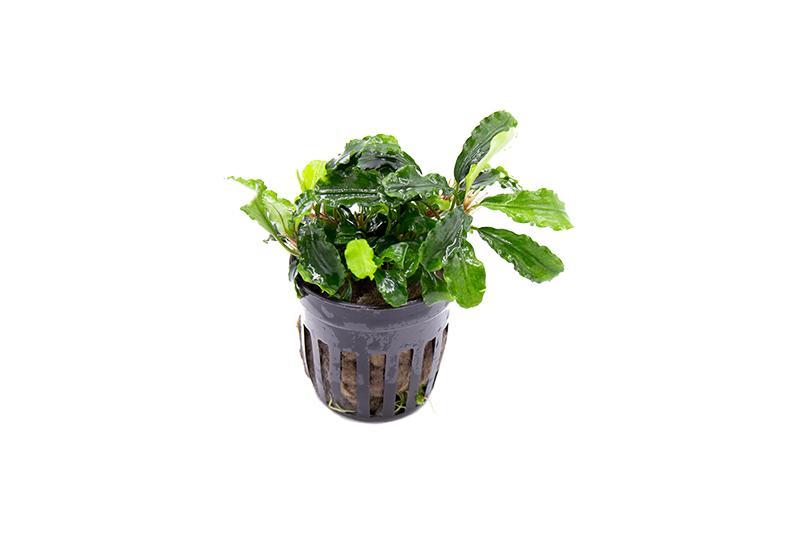 RTG - Bucephalandra sp 'Green Wavy'