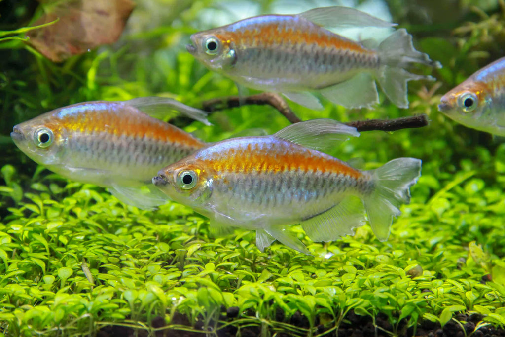 Phenacogrammus interruptus (Congo Tetra)