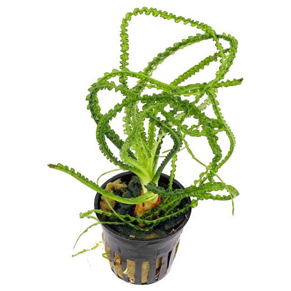 Baka-Crinum calamistratum