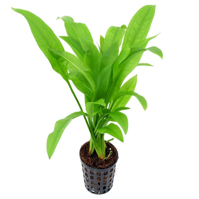 Stoffels - Echinodorus grisebachii 'Parviflorus'