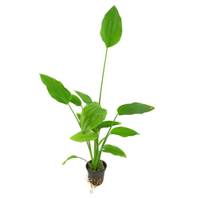 Echinodorus palaefolius