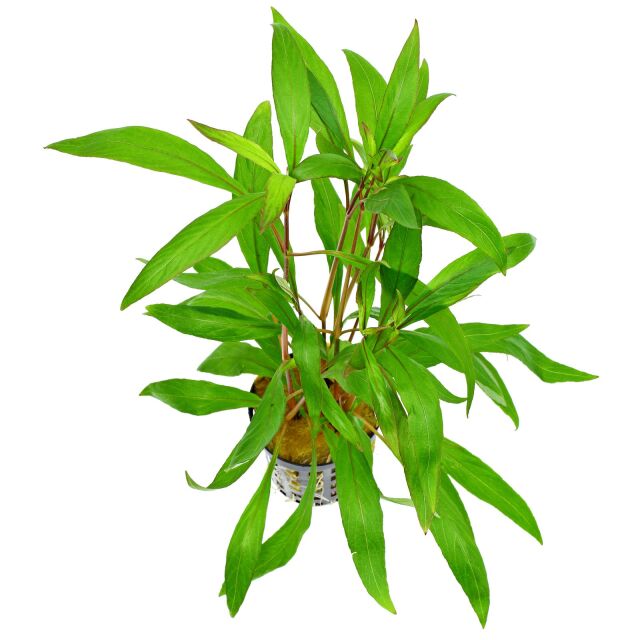 Kaiser Aquatics - Hygrophila corymbosa - Thailand