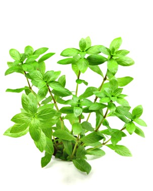 Dennerle - Hygrophila polysperma