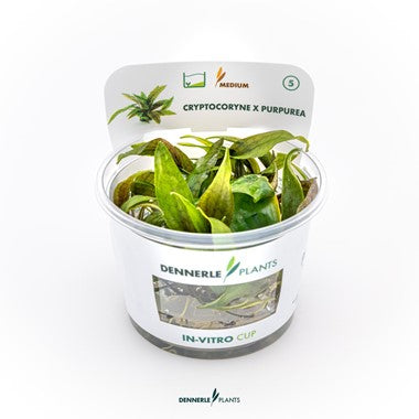 Dennerle - Cryptocoryne x purpurea