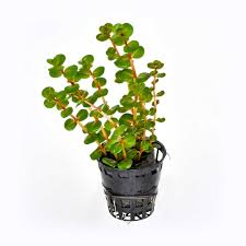 Kaiser Aquatics - Rotala rotundifolia 'Blood red'