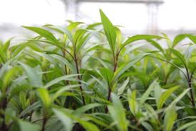 Baka - Hygrophila corymbosa Cherry leaf