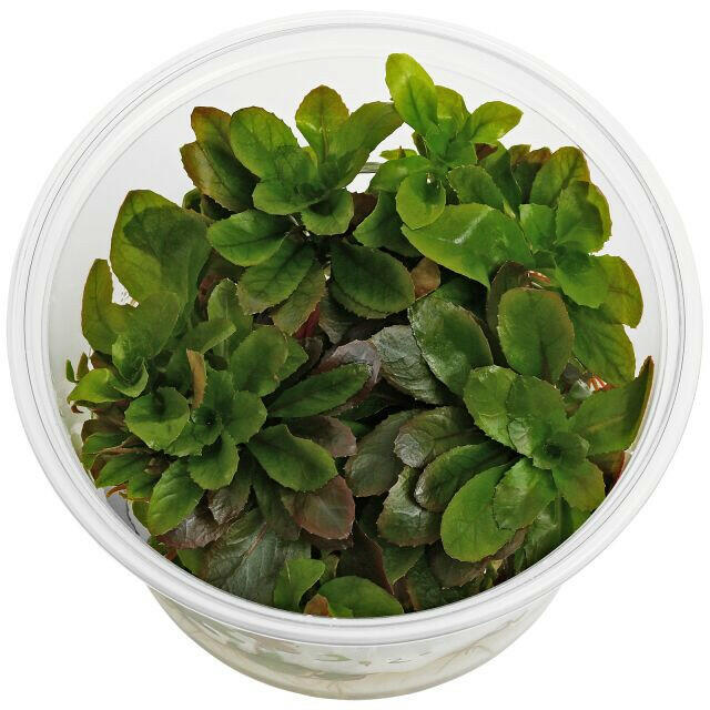 ADA - Ludwigia sphaerocarpa TC Cup-S