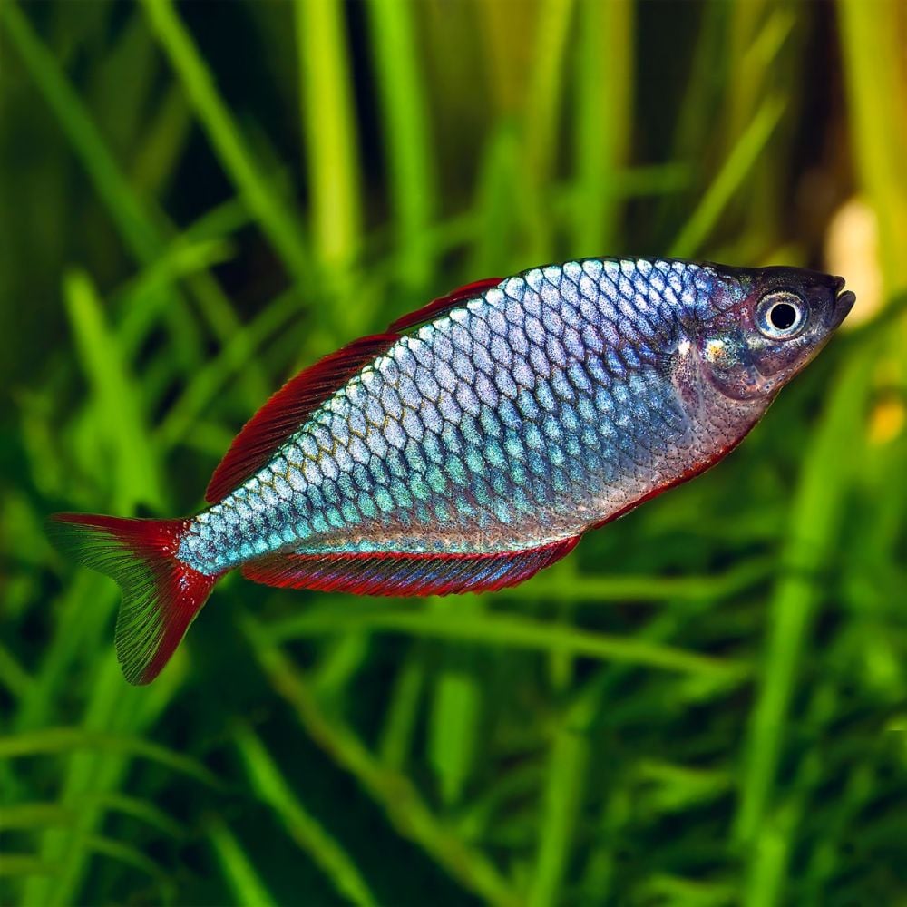 Melanotaenia praecox (Dwarf Neon Rainbow)