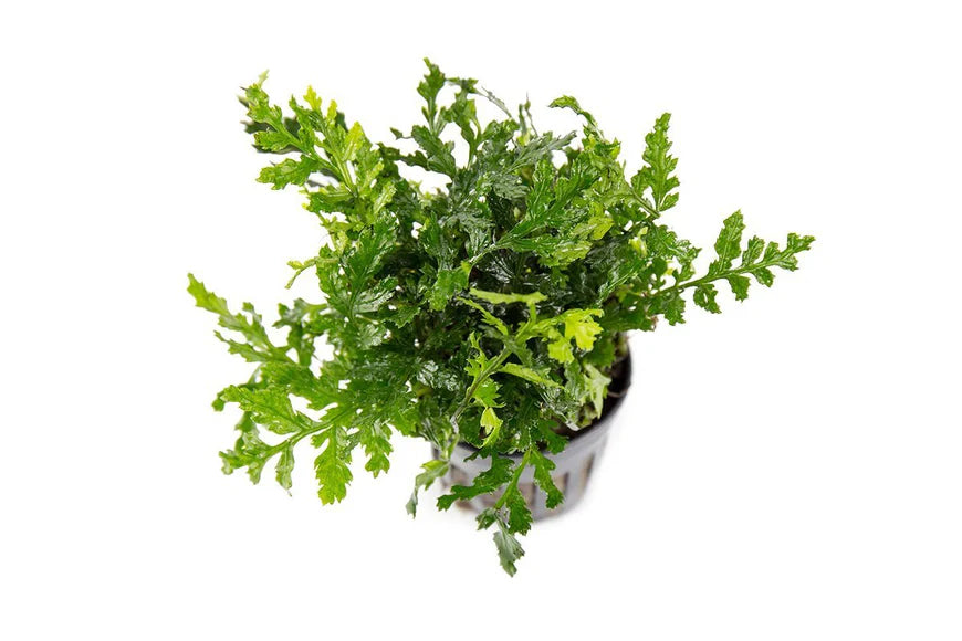 Bolbitis heteroclita difformis (baby leaf)