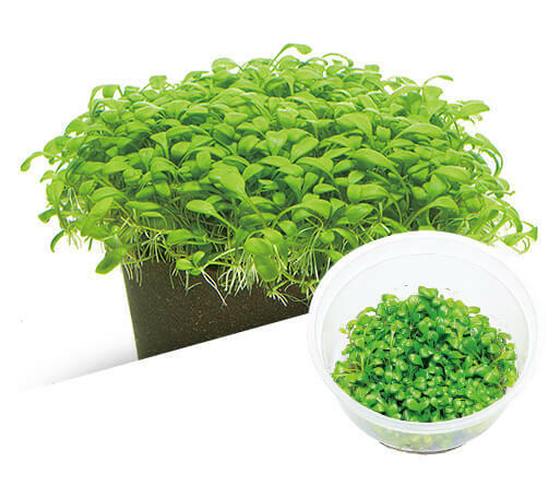 ADA - Glossotigma elatinoides TC cup-S