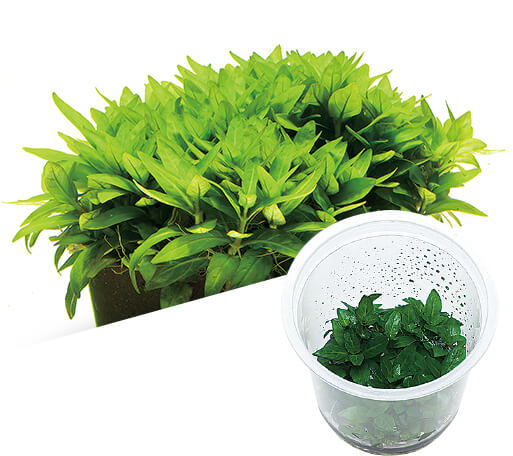 ADA - Staurogyne repens TC Cup-S