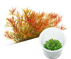 ADA - Rotala rotundifolia 'Hra' TC Cup-S