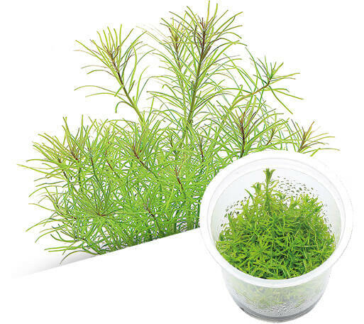 ADA - Rotala sp. 'Nanjenshen' (Labelled as sp. Nanjean) TC Cup -S