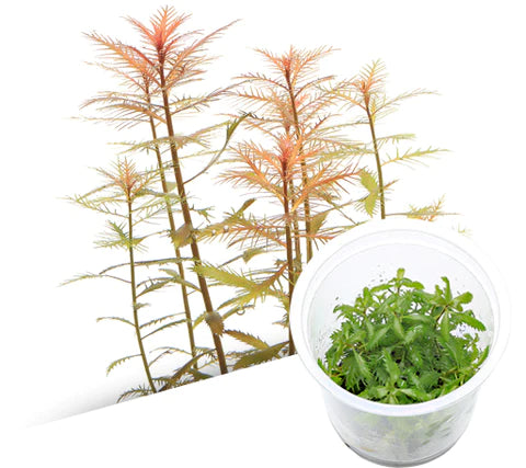 ADA - Proserpinaca palustris TC Cup-S