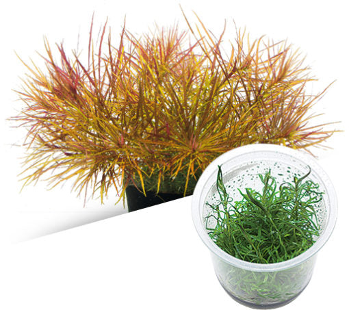 ADA - Pogostemon stellatus dassen TC cup-S