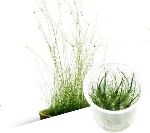 ADA - Eleocharis vivipara "Tall Hair Grass"