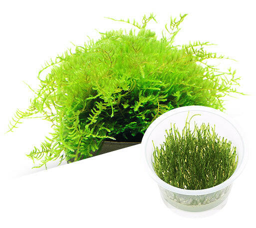 ADA - Taxiphyllum barbiei (Java Moss) TC Cup-S
