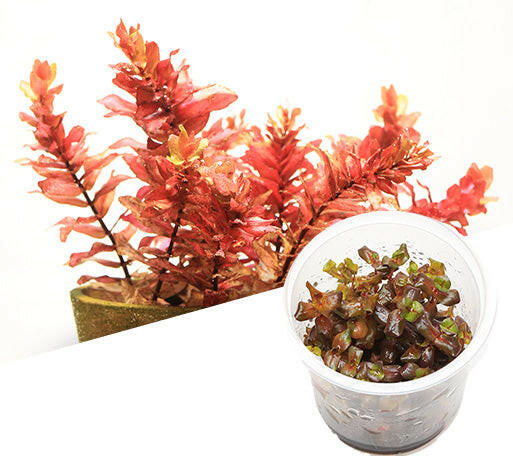 ADA - Rotala macrandra TC Cup-M