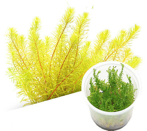 ADA - Rotala sp. ‘Bangladesh’