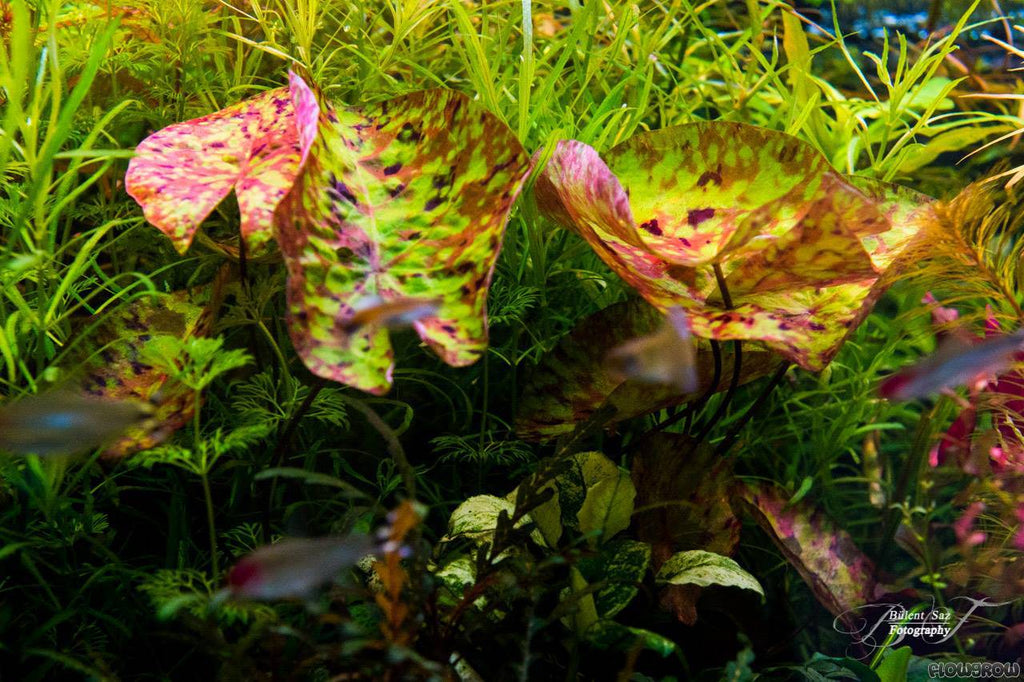 Baka - Nymphaea micrantha