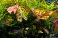 Sticky Image