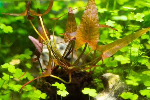 Baka - Nymphaea stellata
