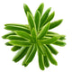 Sticky Image