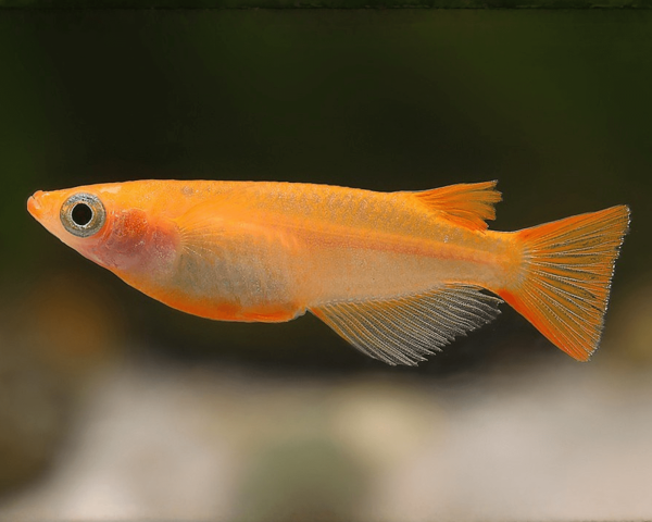 Oryzias latipes -  Red Emperor Medaka RFL Line