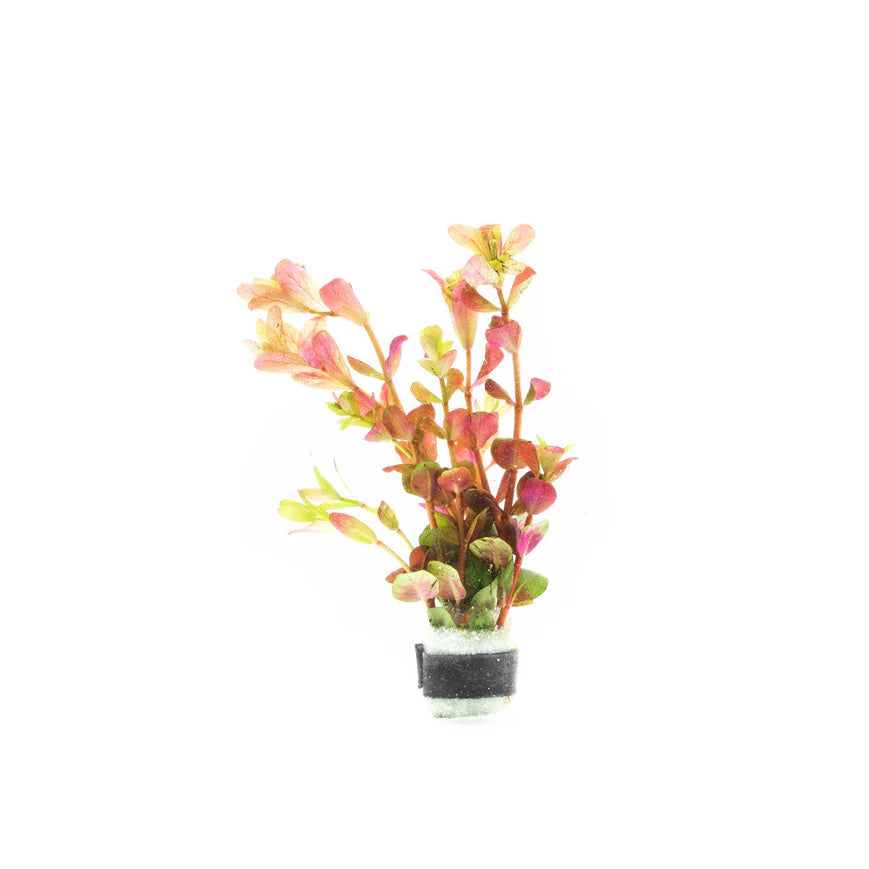 Stoffels - Rotala rotundifolia 'Orange Juice'