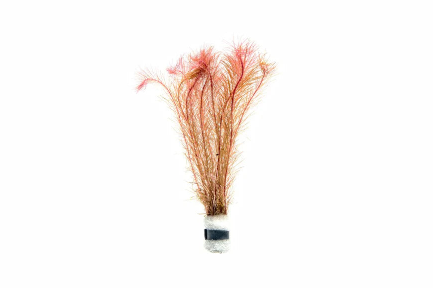  A Rotala wallichii plant bundled with a lead weight at the base, displaying its thin, needle-like leaves and pinkish-red coloration. The plant is isolated on a white background, highlighting its structure and feathery appearance.