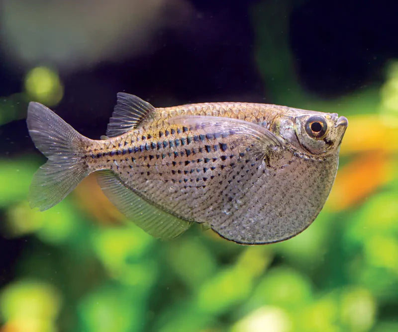 Gasteropelecus maculatus (Spotted Hatchetfish)