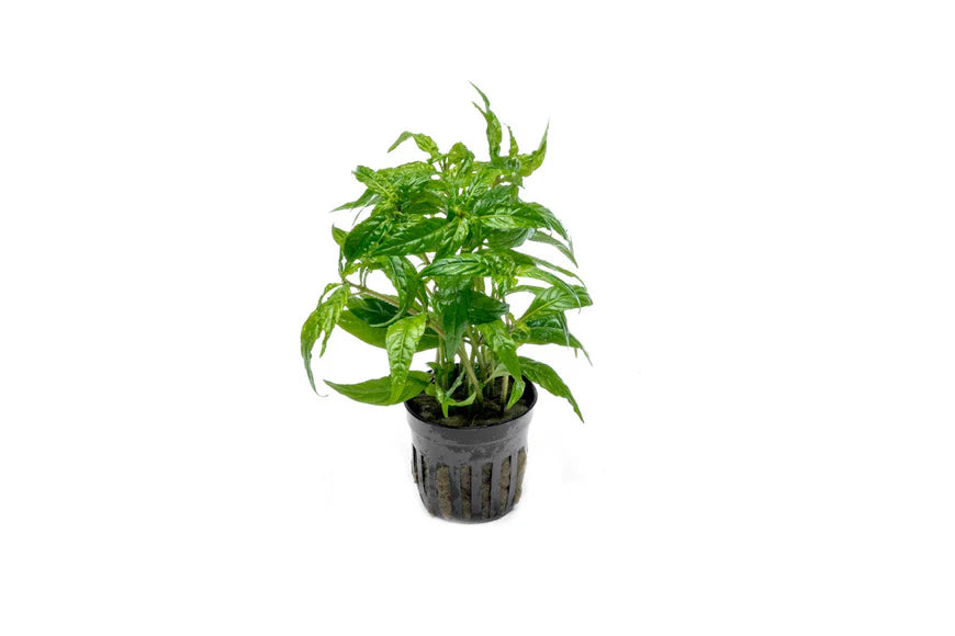 A Staurogyne sp. 'Porto Velho' plant growing upright in a black net pot, displaying its lush green leaves and compact growth. The white background highlights its structure and vibrant coloration.