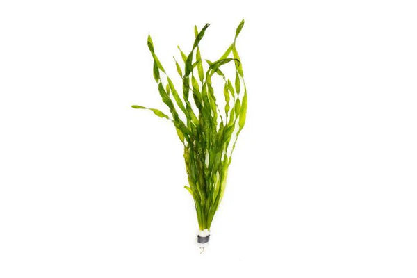 Vallisneria americana