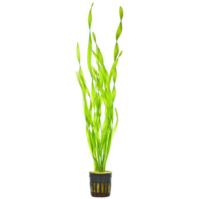 Vallisneria Spiralis Asiatica