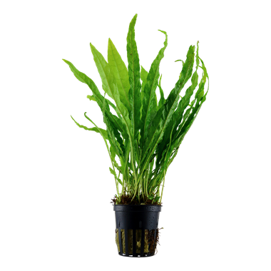 Microsorium pteropus 'Java Fern'