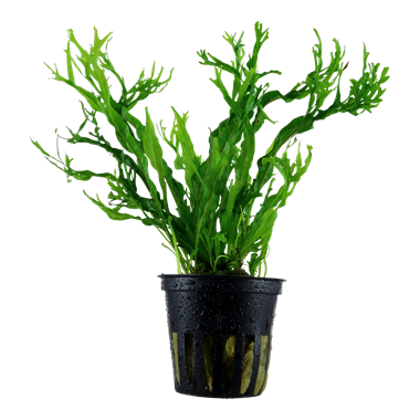 Microsorium pteropus 'Windeløv'