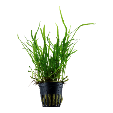 Microsorium pteropus 'Trident'