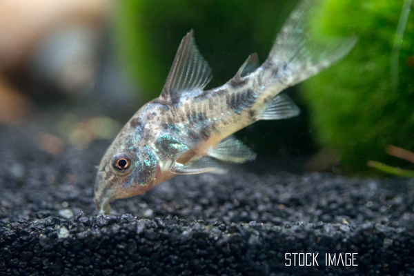 Peppered Corydoras