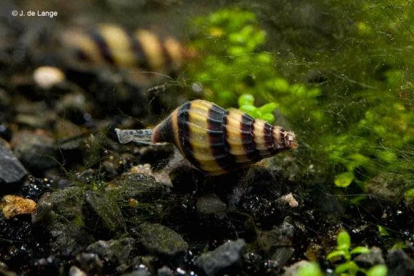 Assassin Snail (Anentome helena)