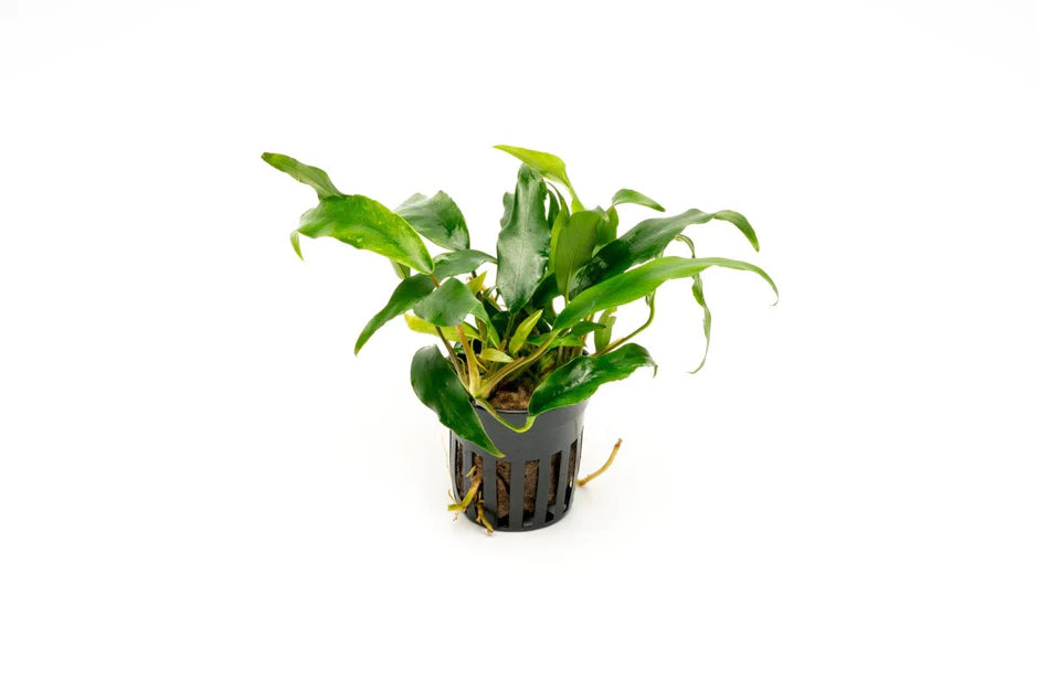 Anubias minima