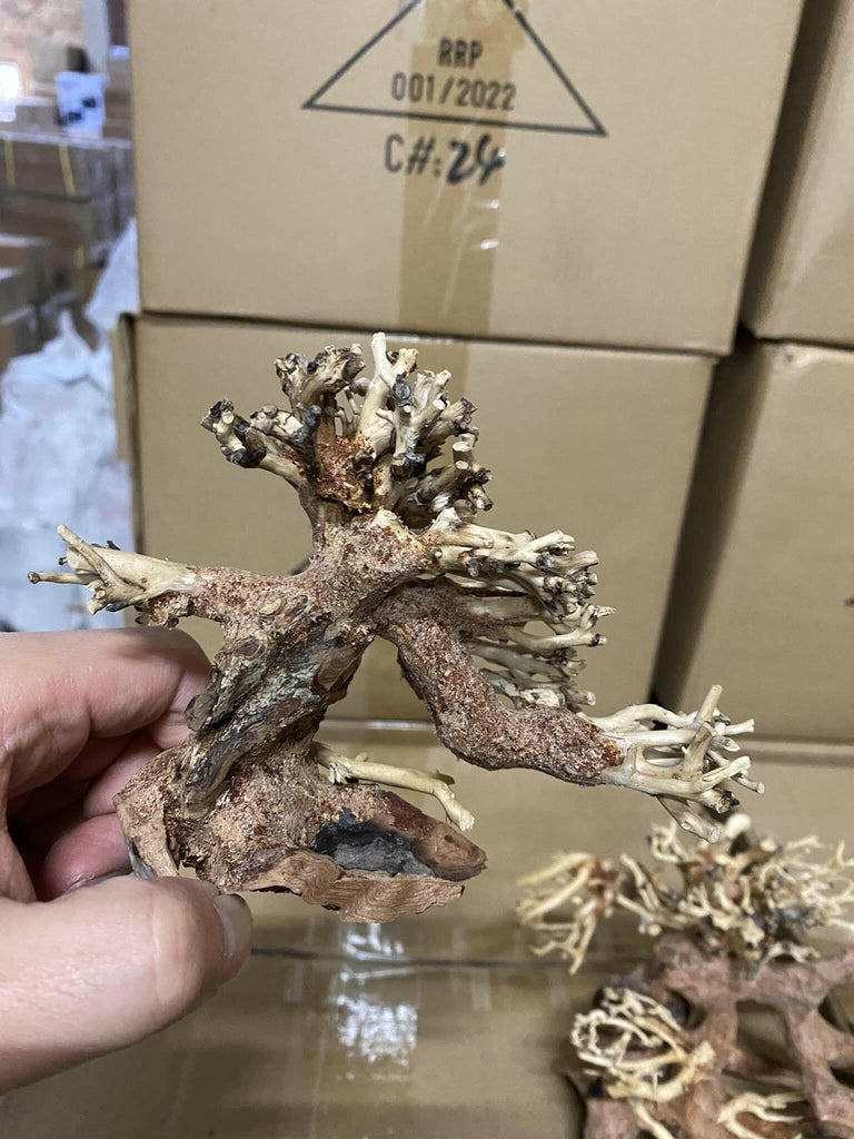 small bonsai tree for aquarium Bonsai Tree Aquarium Driftwood