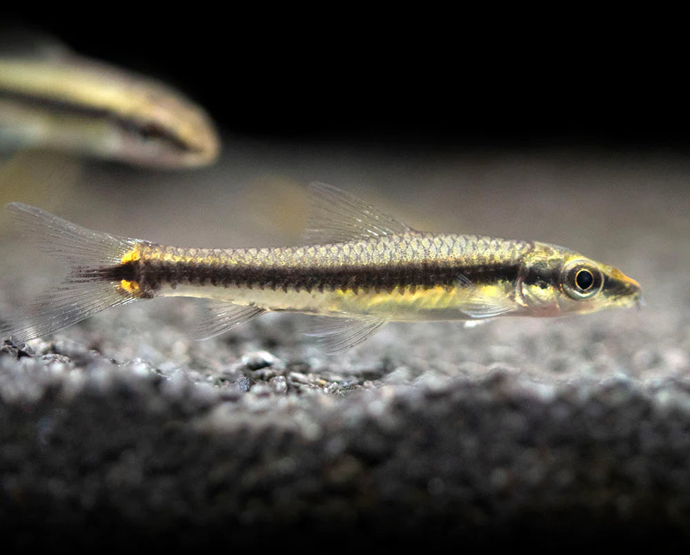 Crossocheilus siamensis (Siamese Algae Eater)