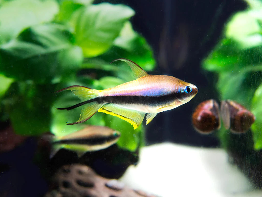 Nematobrycon palmeri (Emperor Tetra)