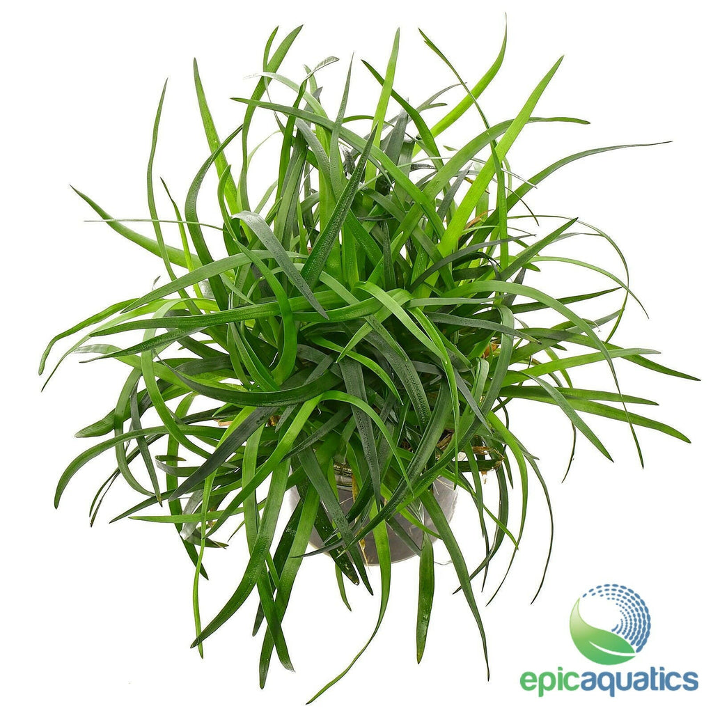 Epic Aquatics - Eriocaulon sp. Vietnam