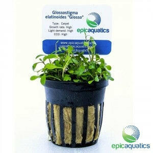 Epic Aquatics - Glossostigma elatinoides "Glosso"